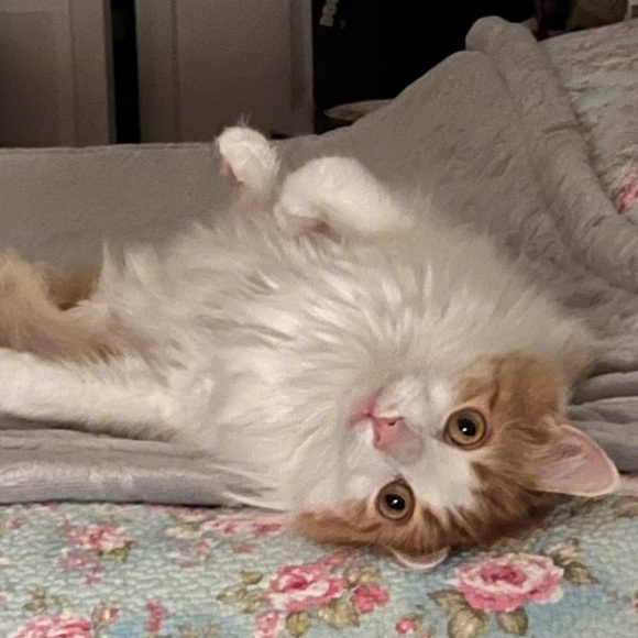 Meet your Posher, Kimberly - Picture 7 of 8